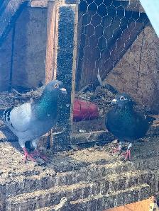 Homing pigeons for sale - Photo 4