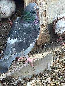 Homing pigeons for sale - Photo 5