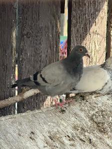 Homing pigeons for sale - Photo 6