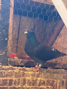 Homing pigeons for sale - Photo 7