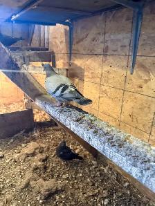 Homing pigeons for sale - Photo 8