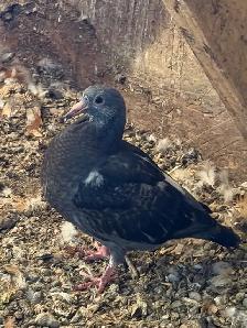 Homing pigeons for sale - Photo 9