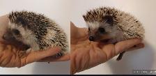 Girl pinto hoglets! U choose! Delivery habitats inclusions Text