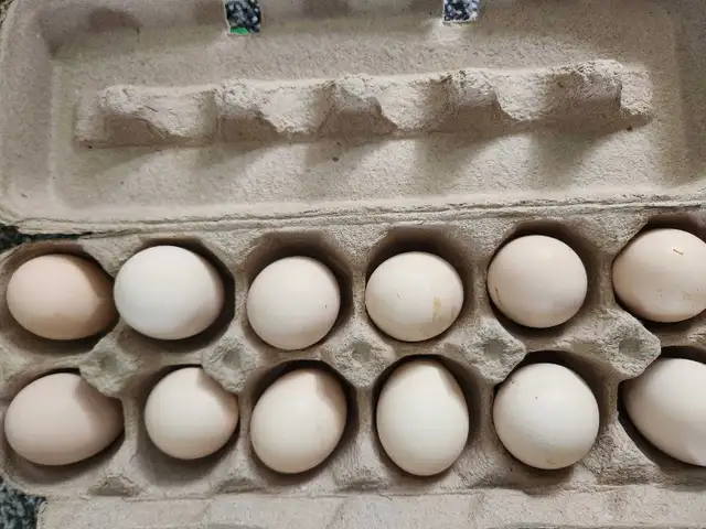 Silkie hatching eggs!!
