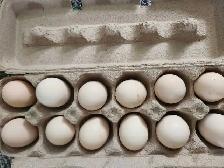 Silkie hatching eggs!!
