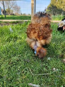 Silkie hatching eggs!! - Photo 6