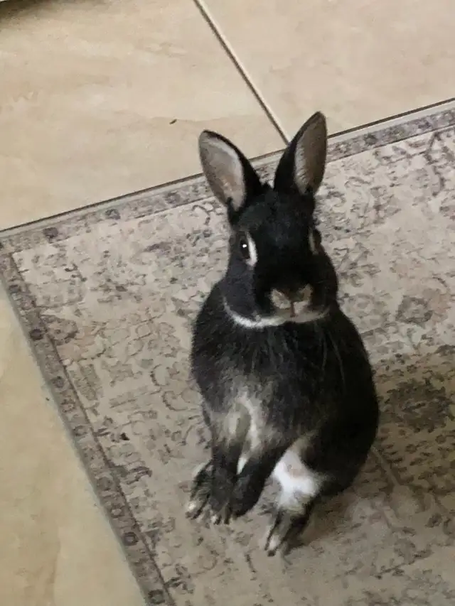 NEED HOME FOR WORLD'S SWEETEST BUNNY