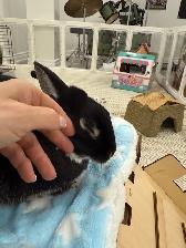 NEED HOME FOR WORLD'S SWEETEST BUNNY - Photo 2