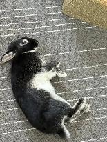 NEED HOME FOR WORLD'S SWEETEST BUNNY - Photo 3