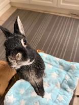 NEED HOME FOR WORLD'S SWEETEST BUNNY - Photo 4