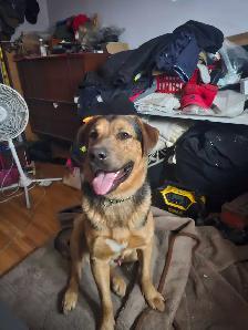 Sheppard mix - Photo 2