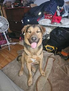 Sheppard mix - Photo 3