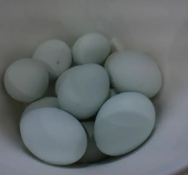 HATCHING EGGS!