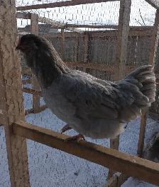 HATCHING EGGS! - Photo 2