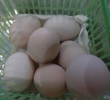 HATCHING EGGS! - Photo 3