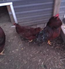 HATCHING EGGS! - Photo 6