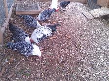 HATCHING EGGS! - Photo 7