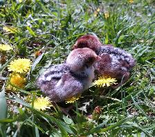 HATCHING EGGS! - Photo 8
