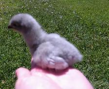 HATCHING EGGS! - Photo 9