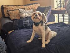 MALE BIEWER YORKIE