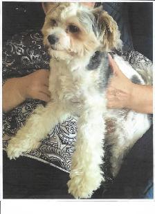 MALE BIEWER YORKIE - Photo 2