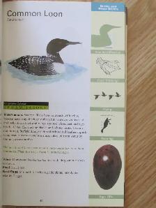 Formac Field Guide To NS Birds by Jeffrey C. Domm - 2012 SC - Photo 7