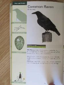 Formac Field Guide To NS Birds by Jeffrey C. Domm - 2012 SC - Photo 9