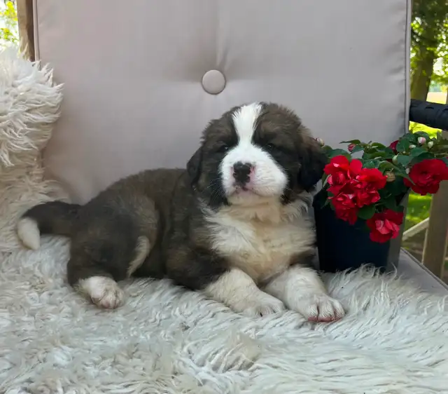 Gorgeous Bernese Mountain Dog/Saint Bernard puppies ❤️