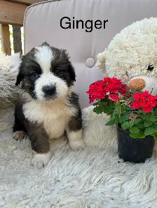 Gorgeous Bernese Mountain Dog/Saint Bernard puppies ❤️ - Photo 2