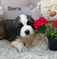 Gorgeous Bernese Mountain Dog/Saint Bernard puppies ❤️ - Photo 3