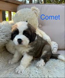 Gorgeous Bernese Mountain Dog/Saint Bernard puppies ❤️ - Photo 4