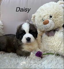Gorgeous Bernese Mountain Dog/Saint Bernard puppies ❤️ - Photo 5