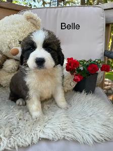Gorgeous Bernese Mountain Dog/Saint Bernard puppies ❤️ - Photo 6
