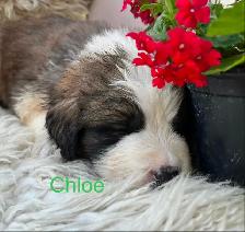 Gorgeous Bernese Mountain Dog/Saint Bernard puppies ❤️ - Photo 7