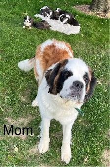 Gorgeous Bernese Mountain Dog/Saint Bernard puppies ❤️ - Photo 8