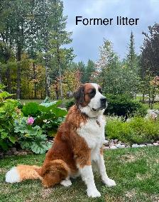 Gorgeous Bernese Mountain Dog/Saint Bernard puppies ❤️ - Photo 9