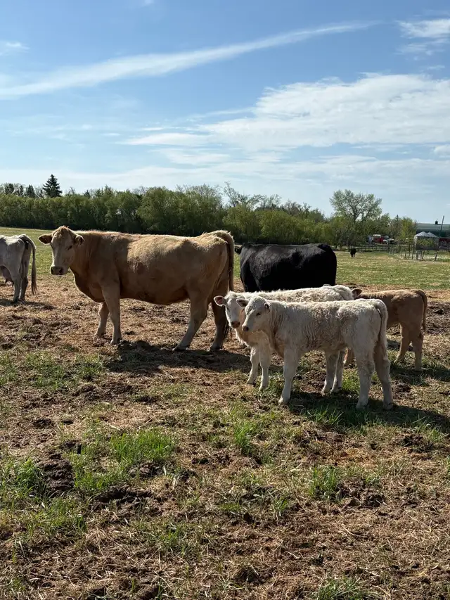 Cow / Calf Pairs