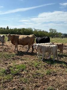 Cow / Calf Pairs