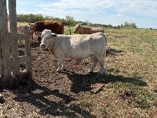 Cow / Calf Pairs - Photo 2