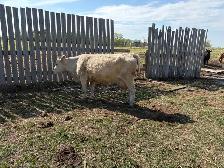 Cow / Calf Pairs - Photo 3