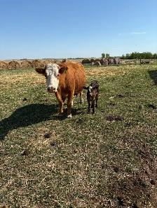 Cow / Calf Pairs - Photo 4