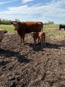 Cow / Calf Pairs - Photo 5