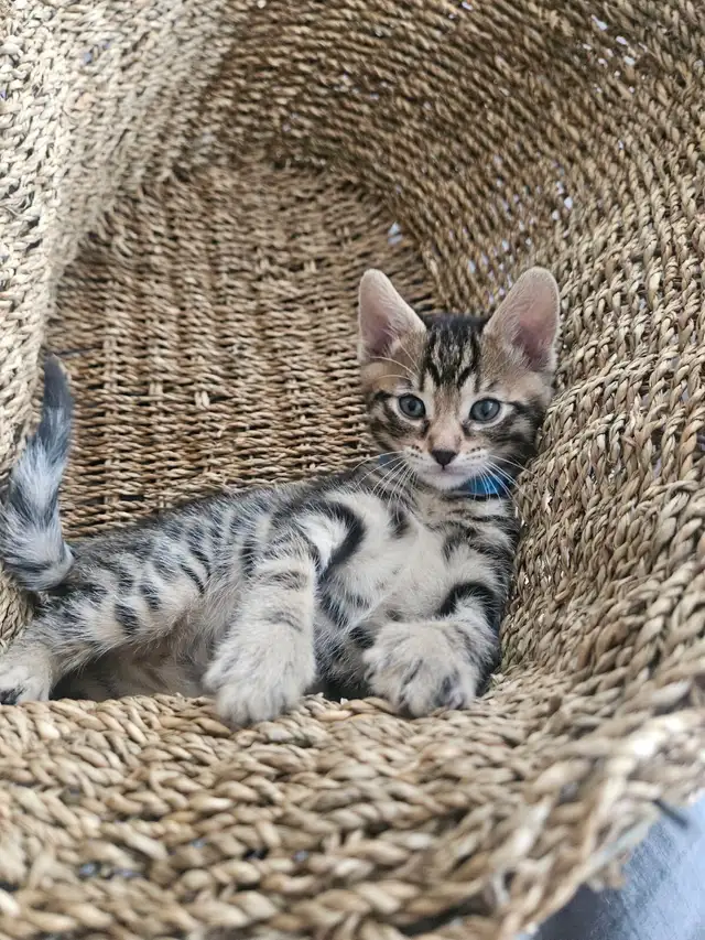 Exotic Bengals 2 Go 2 Their FURR-ever Home(s)
