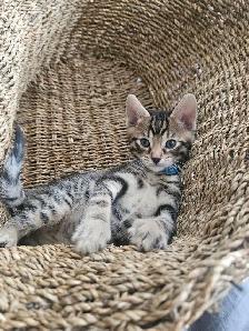 Exotic Bengals 2 Go 2 Their FURR-ever Home(s)