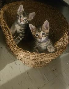 Exotic Bengals 2 Go 2 Their FURR-ever Home(s) - Photo 2