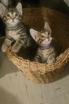 Exotic Bengals 2 Go 2 Their FURR-ever Home(s) - Photo 3