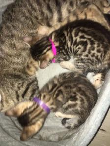 Exotic Bengals 2 Go 2 Their FURR-ever Home(s) - Photo 4