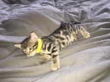 Exotic Bengals 2 Go 2 Their FURR-ever Home(s) - Photo 5