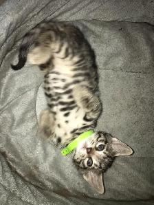 Exotic Bengals 2 Go 2 Their FURR-ever Home(s) - Photo 7