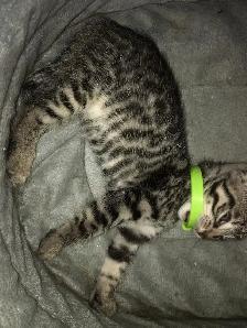 Exotic Bengals 2 Go 2 Their FURR-ever Home(s) - Photo 8
